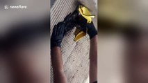 Man narrates bird rescue he witnessed