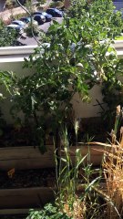 Evolution culture sur balcon juin 2017