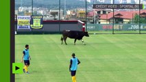 [Insolite] En Bulgarie, une vache confond un terrain de foot avec un pâturage en plein match