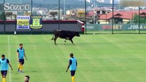 Hazırlık maçında sahaya inek girdi!