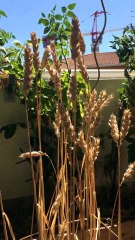 Comment récupérer des graines de blé