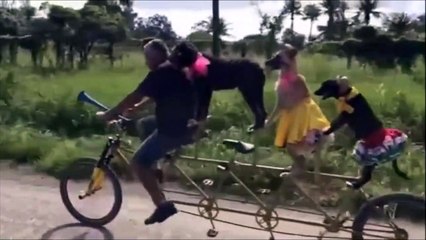 Ces chiens sont prêts pour le Tour de France