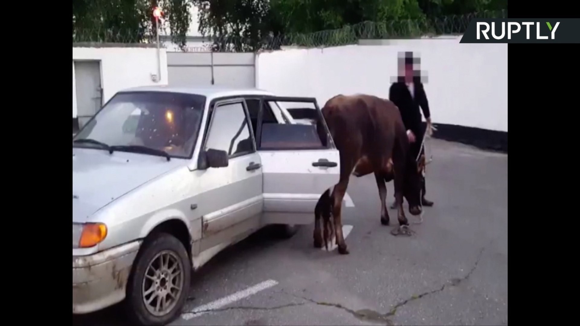 Traffic Police Udderly Baffled After Discovering Cow in Backseat of Car