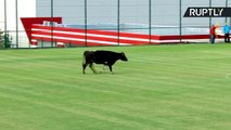 Bull Invades Football Pitch During International Friendly Match