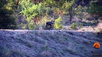 Vahşi Köpeklerin Hamile İmpala Avı