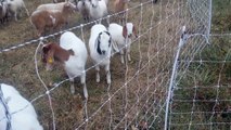 Multispecies Rotational Grazing, Goats,Cattle,Ducks,Chickens, Sheep