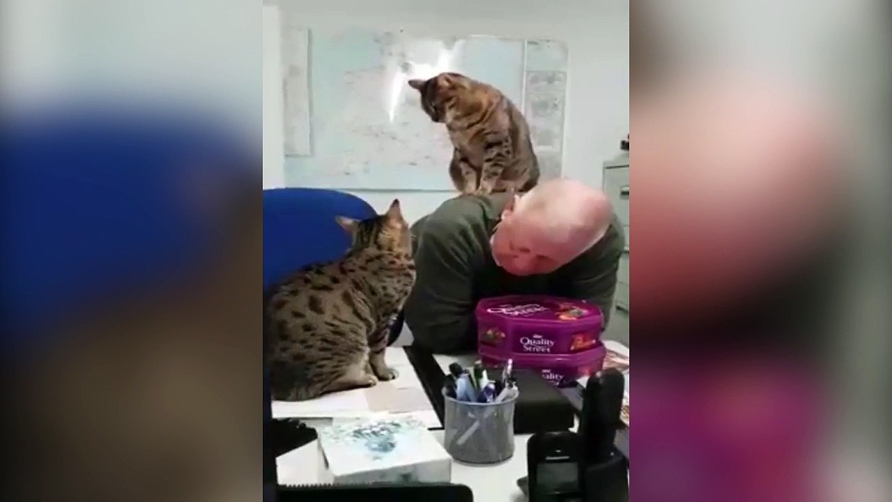 Quand ton chat te prend comme bouclier !