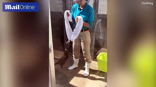 Une loutre qui fait du gymnastique à sa manière !! Adorable