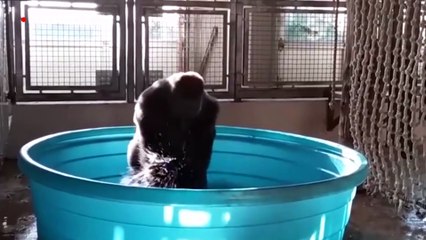 Un gorila del Zoológico de Dallas se vuelve famoso gracias a su baile