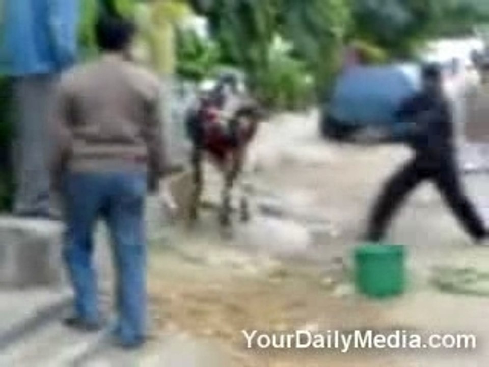 la vache a jackie chan (fallait pas la chercher)