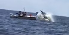 Boater Captures a Whale Breaching in Front of Another Boat Off New Jersey