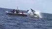 Boater Captures a Whale Breaching in Front of Another Boat Off New Jersey