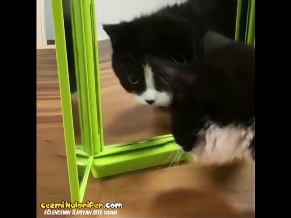 Sevimliliğin Sınırlarını Zorlayan Yavru Kediler