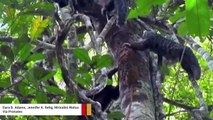 Peruvian Rainforest Monkeys Eat Dirt To Help Digest Toxins