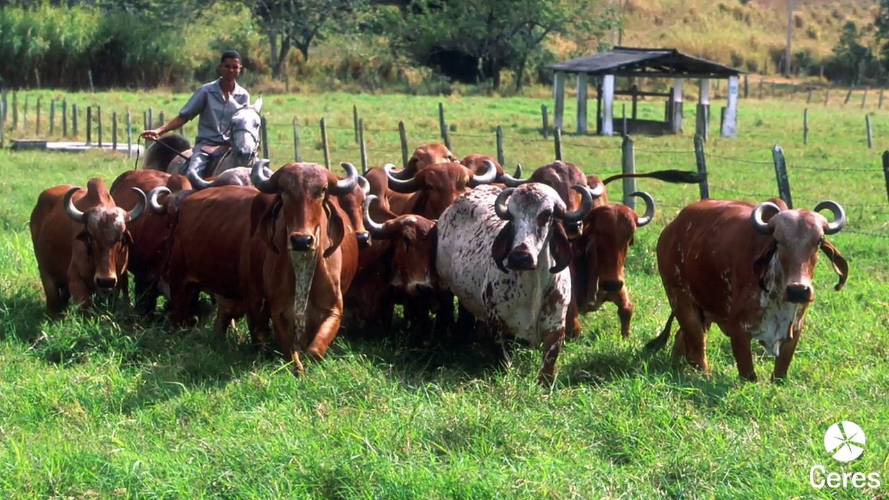 Ceres Launches New Investor Guide to Engage Food Sector on Sustainability Risks | Ceres