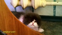FUNNY ANIMALS ★ World's ANGRIEST CATS (HD) [Funny Pets]