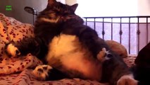 FUNNY Cats in Weird Sleeping Positions! - FUNNY Kitty Cats, FUNNY Cat Videos 2015 , FUNNY Animals