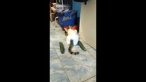 FUNNY Cats Scared of Cucumbers   Cats vs Cucumber Prank Gone Wrong ► Cats and Cucumbers Compilation