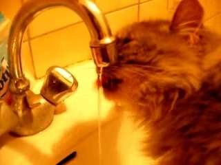 Bliou boit au robinet