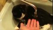 Funny Cats Enjoying Bath _ Cats That LOdfgrVE Water Compilation