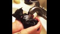 Funny Cats Enjoying Bath _ Cats Thasdfet LOVE Water Compilation