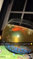 Plus de 6 millions de personnes ont regardé les funérailles de ce poisson...