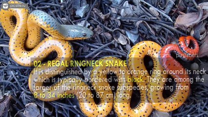 Top 10 Strange Animals You Won’t Believe