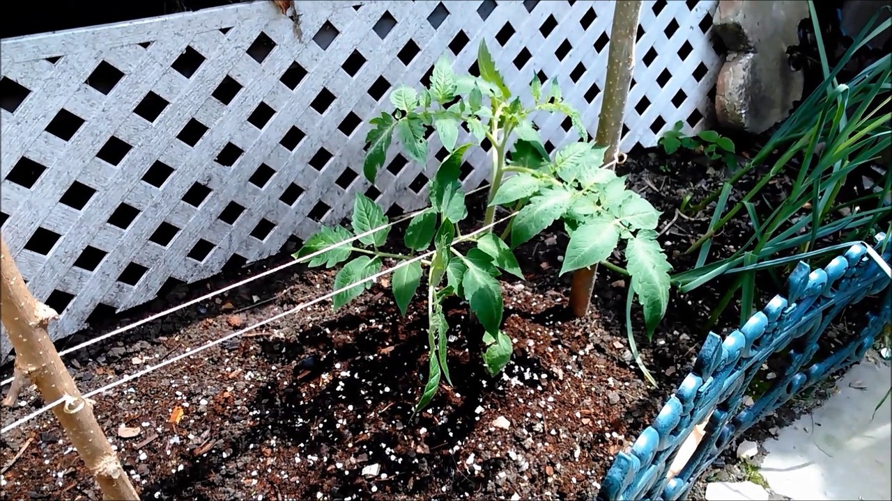 Experiement: My First Garden (Regrown From Supermarket scraps!)