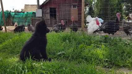Puppy meets turkeys