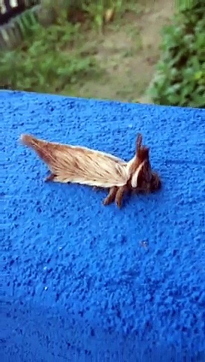 Un insecte mystérieux et magnifique trouvé au brésil