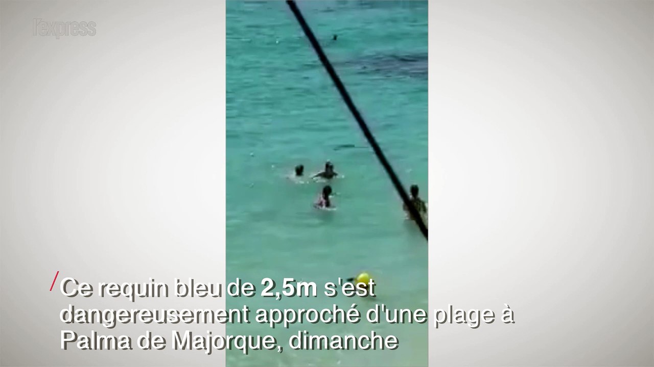 Un requin sème la panique sur une plage à Majorque