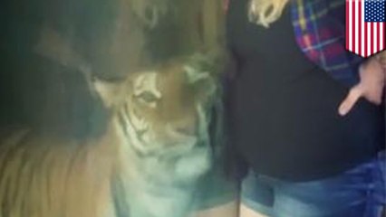 Zoo tiger rubs against woman’s baby bump, sees love or a snack?