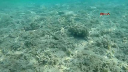 Izmir Sualtında Mezuniyet Töreni