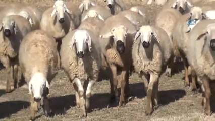 Damızlık Koyun Keçi Yetiştiricileri Birliği Başkanı Aktürk: "Meralarımız Tarım Tacavüzü Altında"