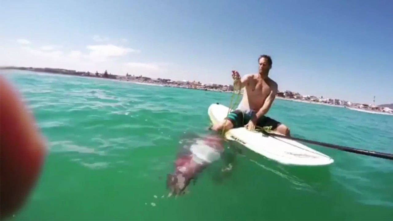 Un calmar géant s'accroche à une planche de paddle