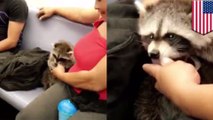 Raccoon on subway: Woman takes pet raccoon onto uptown 6 train in New York - TomoNews