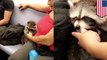 Raccoon on subway: Woman takes pet raccoon onto uptown 6 train in New York - TomoNews