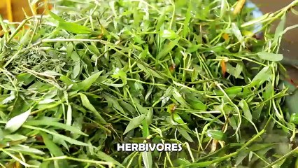 Alagang Magaling S7 EP3 - CONGO CHARLIE PART 2