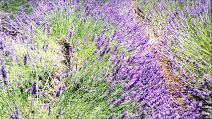 Tangerine Dream - Tangines On And Running