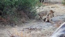 Lions Mating Like Crazy! (Close Up Footage)