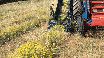 La récolte de l'immortelle sur le plateau de Valensole