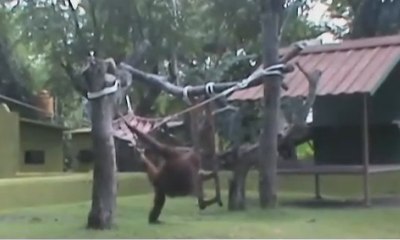 Pengunjung Kebun Binatang Surabaya Naik Hingga 100 Persen