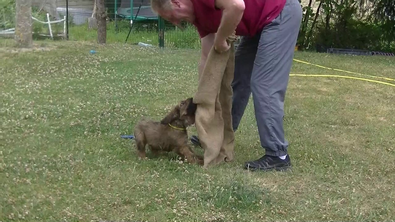 2017 : Nougaro de l'Aubade aux Bergers 8 semaines