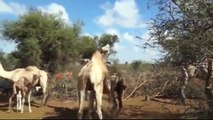 Animal mating - Wild Animal Education - Animal Mating - Camel
