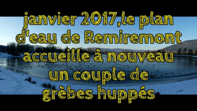 Janvier 2017, le plan d’eau de Remiremont accueille à nouveau un couple de Grèbes huppés