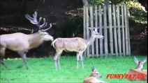 Deer mating Females Deers Jumping trying to Mate like Humans Funny HIGH