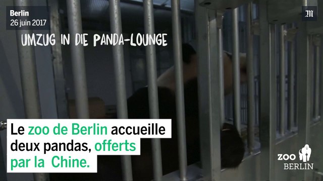 Pandas : premières images au zoo de Berlin