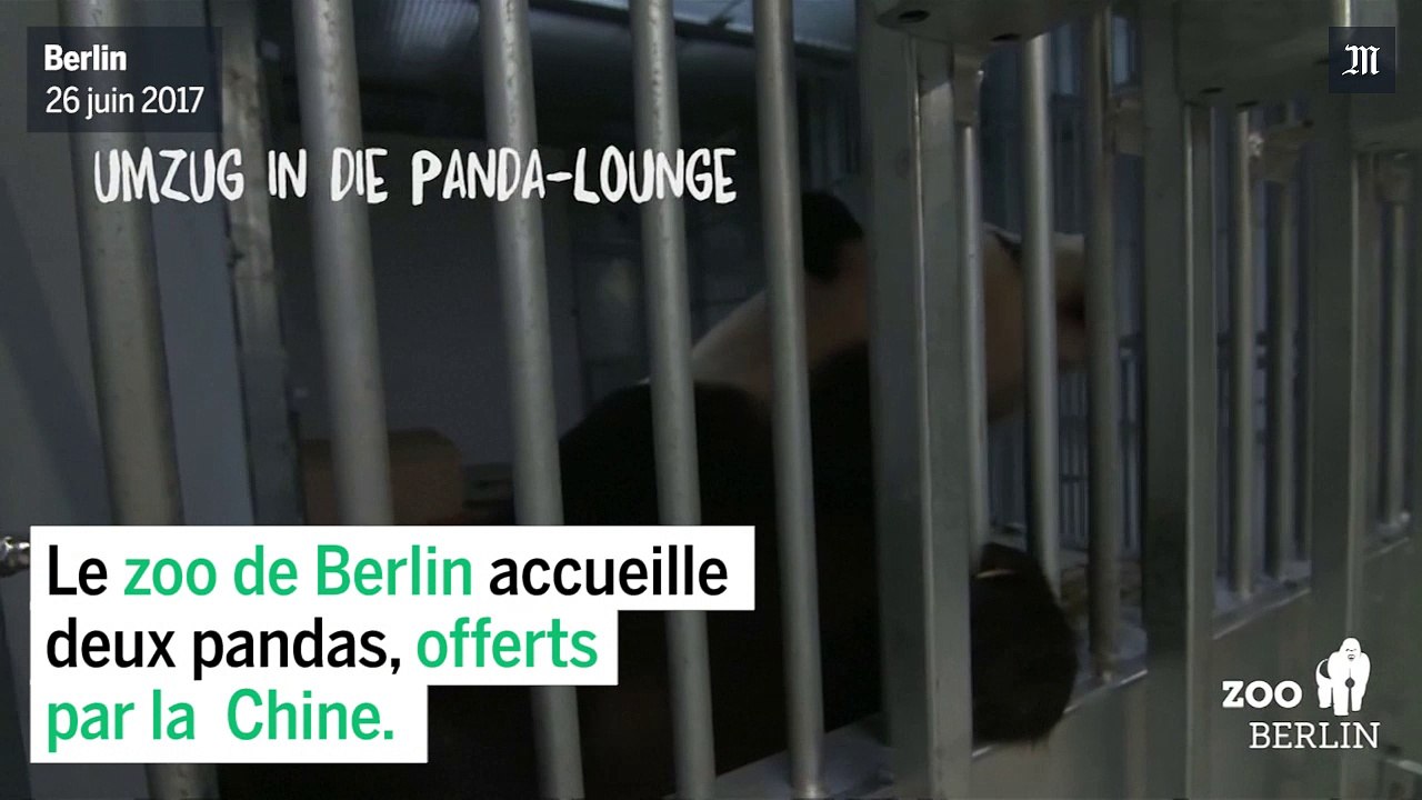 Pandas : premières images au zoo de Berlin