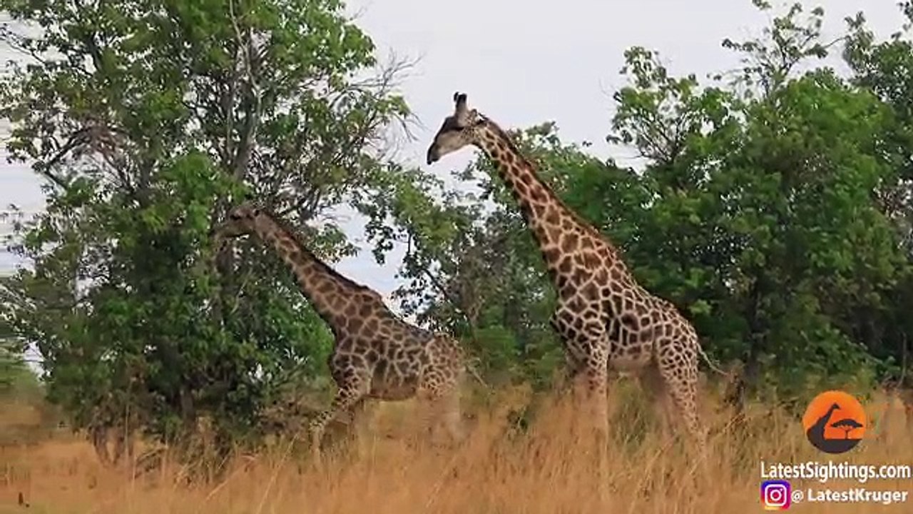 Giraffe Tries Hard to Mate With Female