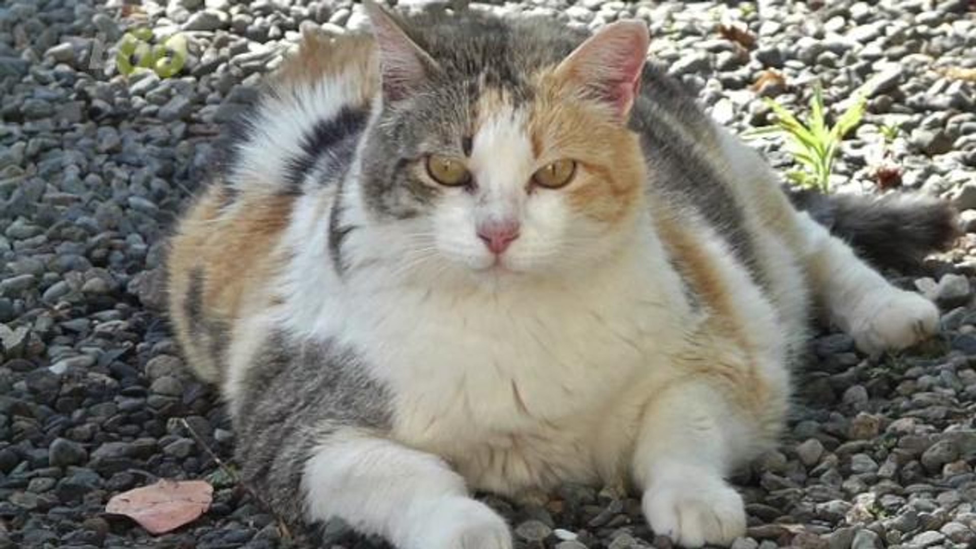 A Diet For Your Pet? America's Cats and Dogs Are Getting Fatter - video  Dailymotion